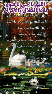 Nasserq Good Morning GIF - Nasserq Good Morning Swan GIFs