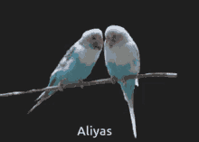 Love Bird GIF - Love Bird GIFs