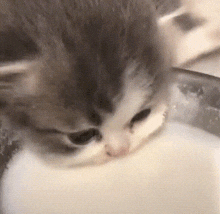 Cat Milk GIF - Cat Milk GIFs
