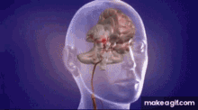 Brain Anatomy GIF - Brain Anatomy Human GIFs