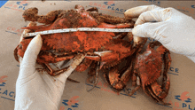 a person measuring a crab with a tape measure in front of a crab place advertisement