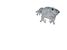 stare frog
