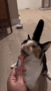 a cat is eating a treat from a person 's hand in a living room .