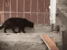 Peow1 Cat GIF - Peow1 Cat Fight GIFs