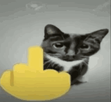 Middle Finger Cat GIF - Middle Finger Cat GIFs