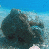 Octopus Makes Its Home In A Plastic Bottle Viralhog GIF - Octopus Makes Its Home In A Plastic Bottle Viralhog A Plastic Bottle Becomes Home To An Octopus GIFs