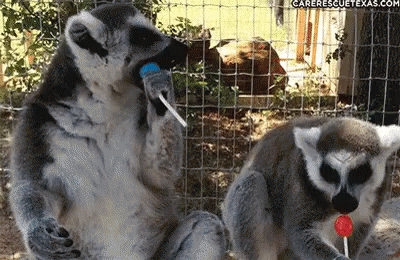 Lollipop GIF - Lollipop Sucker Lemur - Discover & Share GIFs