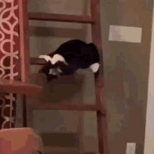 Cat Stairs GIF - Cat Stairs Catch Tail GIFs