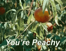 Youre Peachy Pick Up Line GIF - Youre Peachy Pick Up Line Peach GIFs