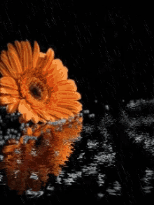 saffron flower animation