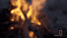 Fire Burning The Great Human Race GIF - Fire Burning The Great Human Race Campfire GIFs