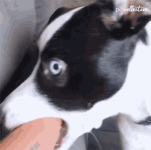 Shocked Surprise GIF - Shocked Surprise What Did You Just Say GIFs