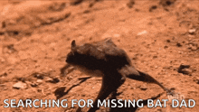 a picture of a bat with the words " searching for missing bat dad " below it