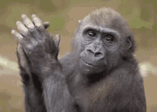 Capahareq Monkey GIF - Capahareq Monkey Gorilla GIFs