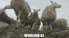woolish af woolish wool shepherd wolfgame
