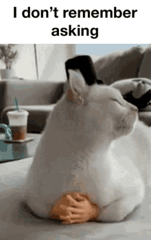 Cat Dont Care Didnt Ask GIF - Cat Dont Care Didnt Ask Didnt Ask GIFs