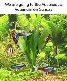 Auspicious Auspicious Aquarium GIF