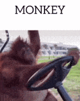 a monkey driving a golf cart with the word monkey on the bottom