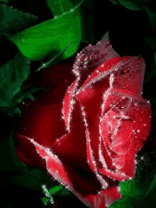Red Rose GIF - Red Rose Illumination GIFs