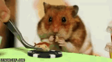Man Vs. Hamster In Hotdog Eating Contest GIF - Awe Cute Hamster GIFs