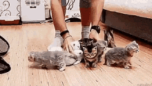 Cats Kittens GIF - Cats Kittens GIFs