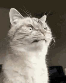 angry cat on Make a GIF