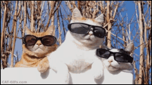 cat deal with it shades relaxed
