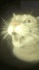 Cat Cat Shocked GIF - Cat Cat Shocked Cat Gasp GIFs