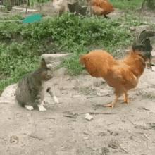 Chicken GIF