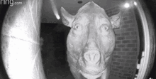 Cursed Cow GIF - Cursed Cow Staring GIFs