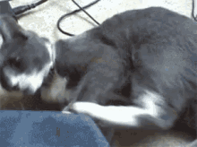 Dumb Cat Cat Hole GIF - Dumb Cat Cat Hole Crazy Cat GIFs