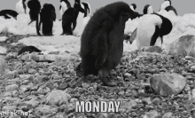 Monday Penguins GIF - Monday Penguins GIFs
