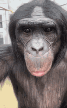 bonobo nyota chimpanzee ape monke