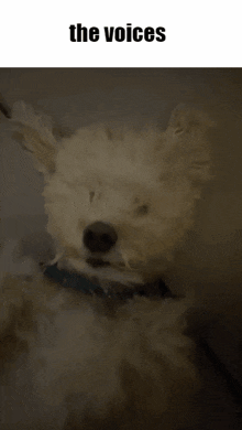Dog Funny GIF - Dog Funny The Voices GIFs