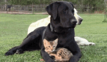 Dog Cat GIF - Dog Cat Cuddle GIFs