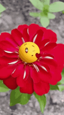 its saturday flower smile good morning