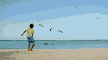 Aruba Seagulls GIF