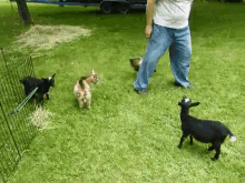 Watch Out Little Goat Man GIF