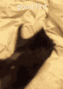 a black cat is laying on a bed with the words good lird written on the bottom