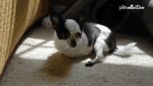 a small black and white dog is laying on a carpet with the petcollective logo in the corner