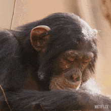 Chewing Chimpanzee GIF - Chewing Chimpanzee Our Living World GIFs