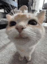 a close up of a cat 's face with a blurred background