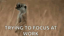 Trying To Focus At Work Meerkat GIF - Trying To Focus At Work Meerkat Googly GIFs