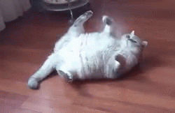 Cat Relax GIF - Cat Relax Roll GIFs