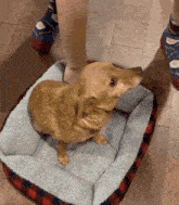 a dachshund is sitting on a bed next to a person wearing a pair of socks with eggs on them