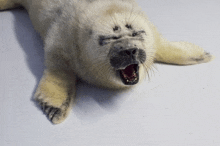 a seal laying down with its mouth open