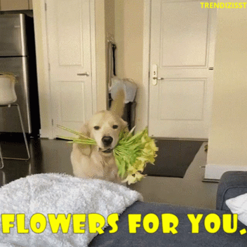 flowers-cute-dog.gif