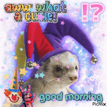 a picture of a ferret wearing a jester hat with the words good morning