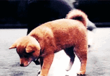 Hachiko Dog GIF - Hachiko Dog Doggo GIFs