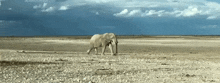 слон Elephant GIF - слон Elephant природа GIFs